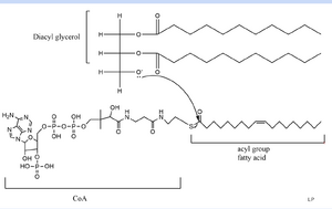 Figure 1. Mecanism of base catalyized reaction