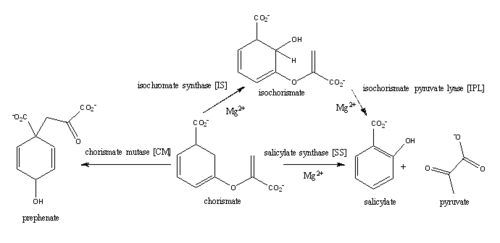 Figure 1:  Pathways catalyzed by wild-type MbtI.