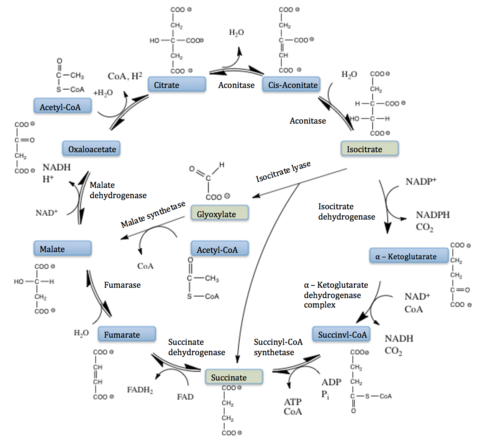 Figure 6. Citric Acid Cycle with Glyoxylate Shunt Pathway. In several bacterial species, there is a carbon conserving gloxylate shunt pathway that converts isocitrate to malate in two steps instead of the usual five steps.