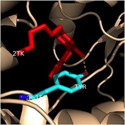 Figure 4. Tyr-158 (light blue) hydrogen bonding to the fatty acyl substrate, 2TK (red)