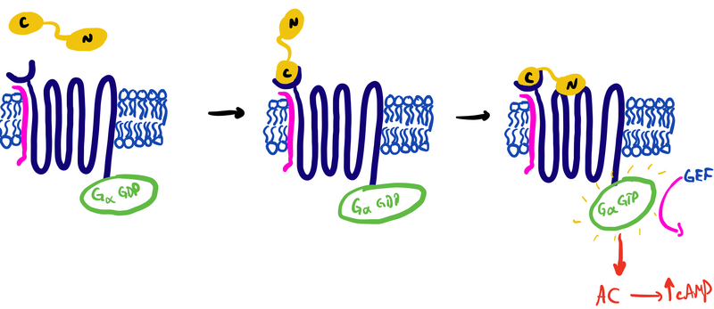 Image:2 domain drawing-1.png