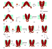 Image taken from:A Primer on the Mechanics of P-glycoprotein the Multidrug Transporter. Proposed power strokes of ABC transporters. Both proposed mechanisms follow an “alternating catalytic sites” scheme.