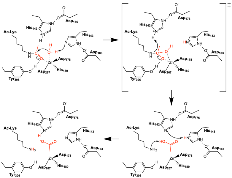 Image:Hdac mechanism final.png