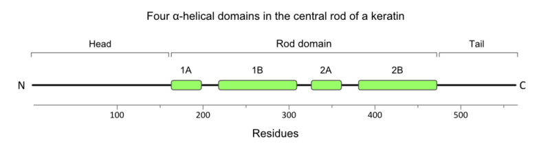 Image:Keratin-secondary-structure-1000px.png