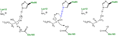 TPI Mechanism with LBHB between His95 and O2 of substrate.  Figure adapted from Frey and Hegeman Enzymatic Reaction Mechanisms 2007