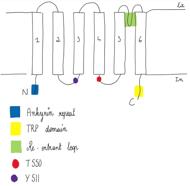 Image:TRPV1 structure.png