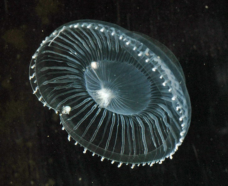 Image:Aequorin.jpg