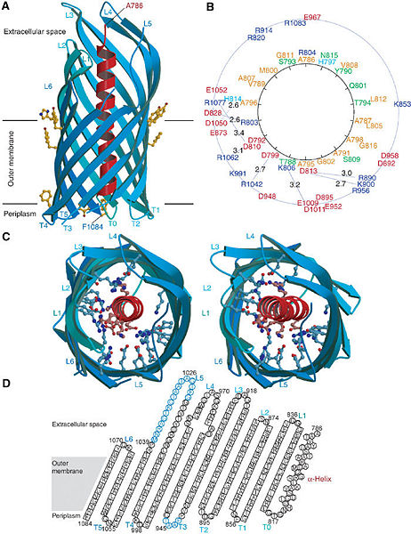 Image:Loop Structures.jpg