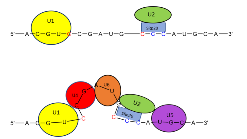 Image:Prettymechanism.png