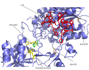 Lid Complex of Gamma Secretase