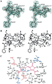 (A) A portion of the experimental multiwave- length anomalous dispersion-phased electron density map at 2.0-Å resolution.(B) Ball-and-stick diagram of the DsRed chromophore and environment. (C) Schematic diagram of the chromophore environment showing salt bridges and/or hydrogen bonds