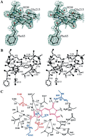 (A) A portion of the experimental multiwave- length anomalous dispersion-phased electron density map at 2.0-Å resolution.(B) Ball-and-stick diagram of the DsRed chromophore and environment. (C) Schematic diagram of the chromophore environment showing salt bridges and/or hydrogen bonds