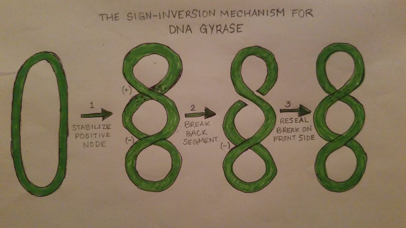 Image:Gyrase Function.jpg