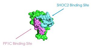 Figure 1: MRAS binding sites to SHOC2 and PP1C. This image was created in PyMOL using surface view (PDB code 7DS0).