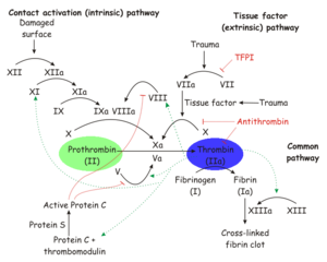 The role of thrombin and prothrombin in coagulation.
