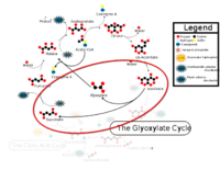Citric Acid Cycle