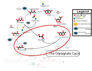 Citric Acid Cycle