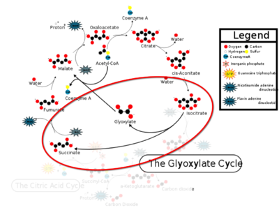 Figure 1: ICL mediated glyoxylate shunt pathway of the Citric Acid Cycle