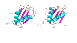 Figure 6: Comparing SRp20 and 9G8 RRMs as well as consensus sequence