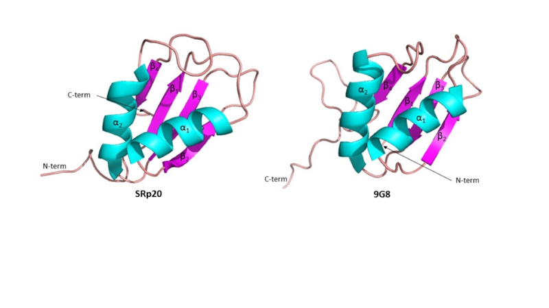 Image:Compare RRMs.png