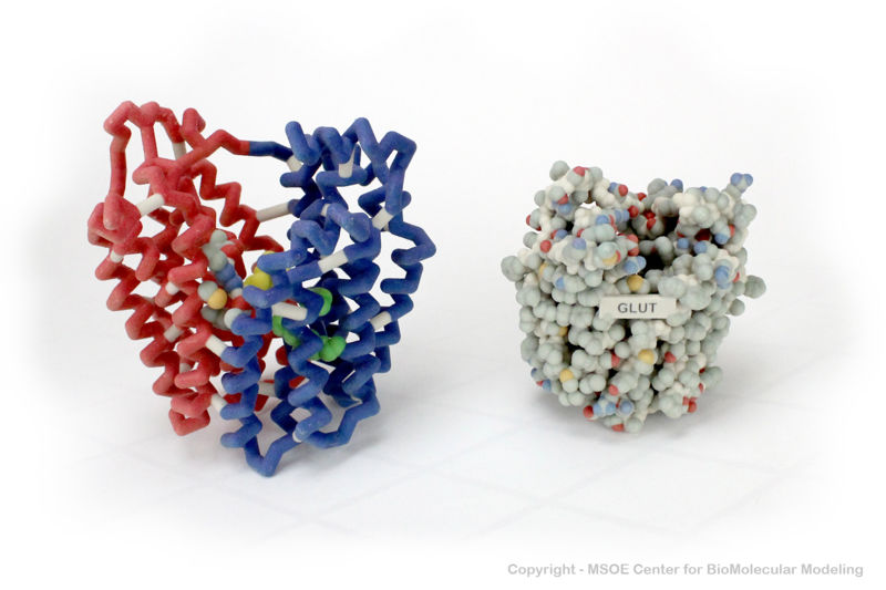 Image:Glut 1 centerForBiomolecularModeling.jpg