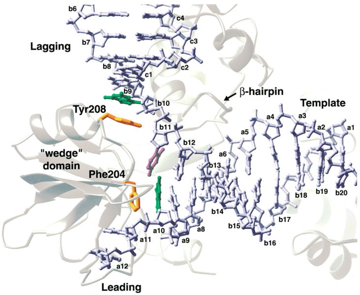 Image:Phe.jpg