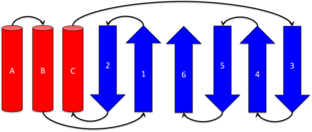 Topology diagram of KSI's structure Helices A, B, and C are in an antiparallel arrangement.  The six β-strands form a mixed β-sheet.