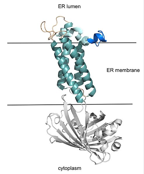 Image:Barrel domain medium.jpg