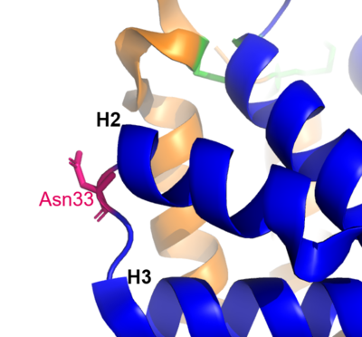 Figure 2. Residue Asn33 in pink. (Figure made in PyMOL 2.5.2 software)