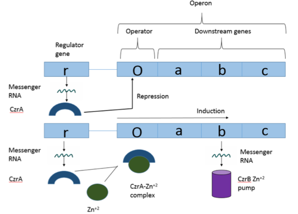 Visual Overview of Czr Operon