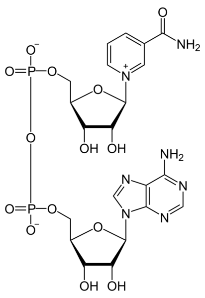 Image:800px-NAD+ phys.svg.png