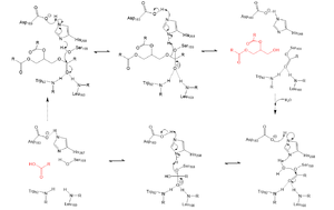 Serine hydrolase mechanism utilized by LPL to catalyze the breakdown of one ester bond of a triglyceride. Compounds colored red are the products of the hydrolysis.