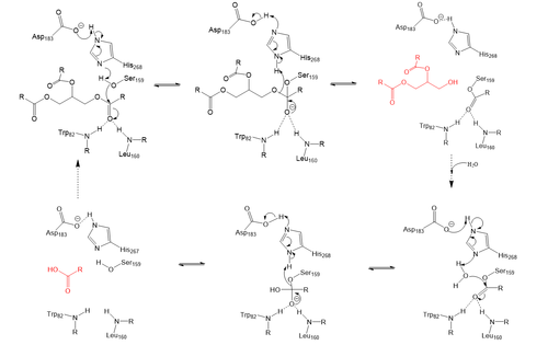 Serine hydrolase mechanism utilized by LPL to catalyze the breakdown of one ester bond of a triglyceride. Compounds colored red are the products of the hydrolysis.