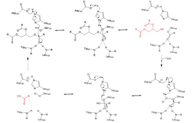 Image:LPL final Mechanism.png