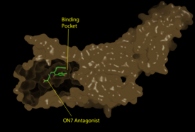 Figure 1: Surface representation of the LPA1 receptor in tan interacting with its antagonist, ON7, shown in green and red sticks.The exterior of the protein was partially cut away to display the interior binding pocket.