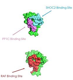 Figure 2: MRAS binding sites with SHOC2, PP1C, and RAF..