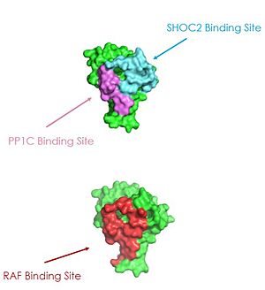 Figure 3: MRAS binding sites with SHOC2, PP1C, and RAF (PDB 7DSO) .