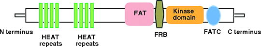 Fig.1 Structure of mTOR http://dev.biologists.org/content/138/16/3343.full