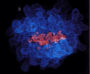 Electron density of HLA-A2 peptide-binding groove showing density of mixed peptides. Figure 6b from  Bjorkman et al., Nature 329:506, used with permission of Dr. Pamela Bjorkman.