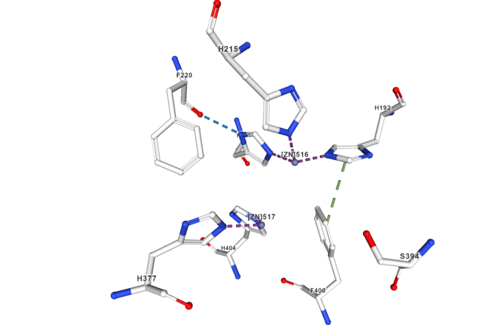 The active site of TYRP1, Blue: hydrogen bonds, Green: Pi interactions, Purple: Metal interactions, To see the 3D-structure of the activ site click there : https://www.rcsb.org/3d-view/5M8L?preset=ligandInteraction&sele=ZN and select [ZN]516B in Ligands category