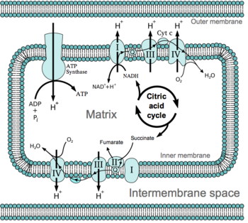 Overview of The Electron Transport Chain