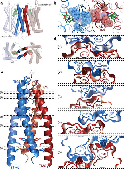 Image:Fig1.jpg
