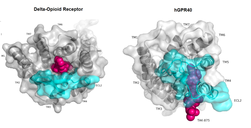 Image:Gpcr comparison.png