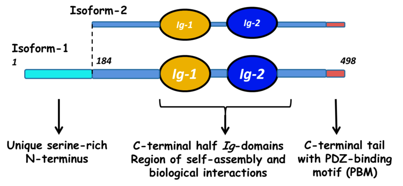 Image:Myotilin-isoforms2.png