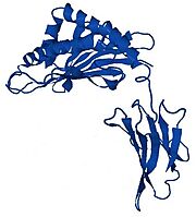 Structure of HFE (blue) bound to β2-microglobulin (violet)