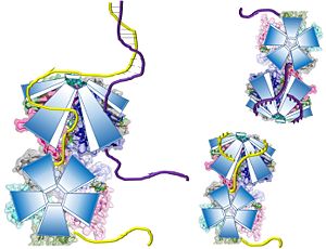 Potential Mechanisms for DdrB mediated ssDNA annealing as proposed by Sugiman-Marangos et al.  (PDB: 4HQB This figure was generated using Pymol.
