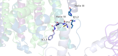Figure 4. The hook-like region is made up of the last 4 residues on the alpha subunit of the G-protein. Residue C351 hydrophobically interacts with intracellular loop 2 and helix IV. Due to these interactions, the G-protein is able to bind to a shallow groove formed by intracellular loops 2 and 3.
