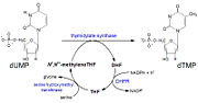 Thymidine Synthesis Mechanism