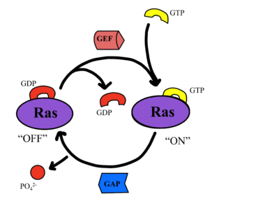 Figure 4: Exchange of GTP for GDP via nucleotide exchange factors .