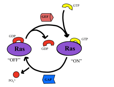 Figure 3: Nucleotide Exchange Factor ..